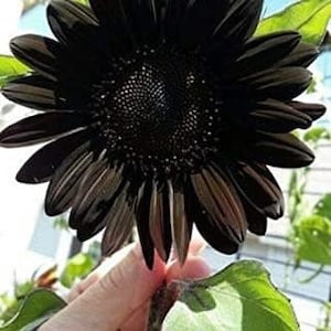 20 Black Beauty Sunflower Seeds Plants Garden Planting Colorful Rare Bonsai organic