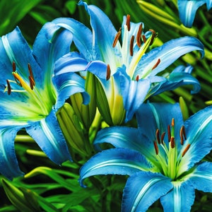 May include: Close-up of vibrant blue daylily flowers with white and green accents. The petals have a delicate, ruffled texture, and the stamens are a contrasting brown. The flowers are set against a backdrop of green foliage.