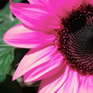 20 Black Oil Pink Sunflower Seeds Plants Garden Planting Colorful Rare organic