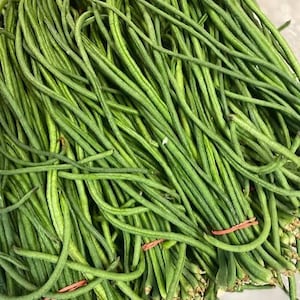 May include: A large bundle of long, slender, vibrant green yardlong beans. The beans are thin, flexible, and cylindrical in shape, gathered together and secured with small, bright orange rubber bands at several points along the stems.