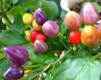 50 Rainbow Heirloom hot pepper Christmas bulb plant seeds flowers rare colorful