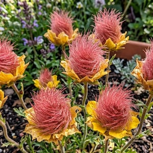 20 semillas de fuego de humo de pradera, plantas de jardín, coloridas, raras, bonsái, híbrido negro orgánico