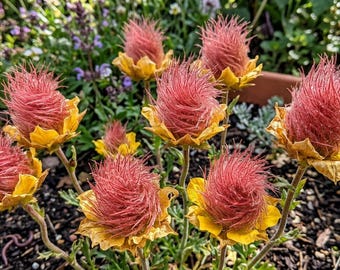 20 Prairie Smoke Fire Seeds Plants Garden Planting Colorful Rare Bonsai Black Hybrid Organic