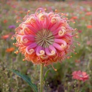 20 Passion Bee flower garden flower seeds for spring summer gmo organic colorful fast growing