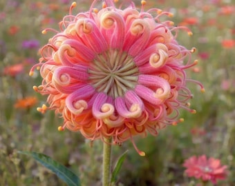 20 Passion Bee flower garden flower seeds for spring summer gmo organic colorful fast growing
