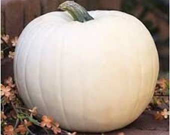 20 Moon seeds White Casper Pumpkins Halloween Vegetable Gourd Organic Fall Autumn garden plant Heirloom Rare