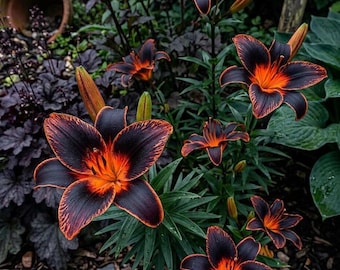 May include: Close-up of several dark, almost black, lily flowers with vibrant orange centers and edges. The lilies are in full bloom, surrounded by green foliage and dark mulch. A terracotta pot is visible in the background.