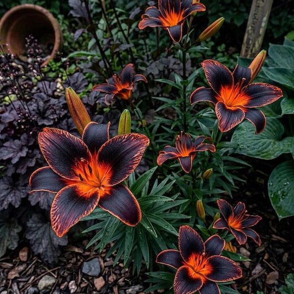 20 Burning Embers Lily seeds Limited time only. Summer, spring, fall planting. Rare, beautiful flower plant.