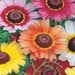 thumbnail image 2 of 200+ Painted Daisy Seeds – Mix Of Red, White, Yellow – Attracts Butterflies & Bees – Easy Annual 2 of 4