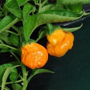 50 Yellow Scotch Bonnet seeds Heirloom hot pepper plant seeds flowers rare colorful Father's Day heat image 2