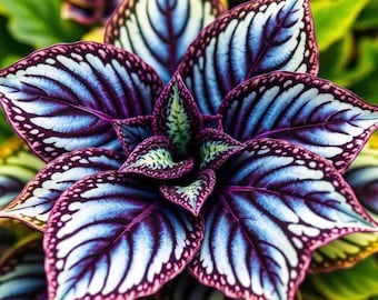 Peut inclure: Gros plan sur une plante vibrante de couleur pourpre et blanche avec des motifs complexes sur ses feuilles. Les feuilles sont disposées en spirale, créant un spectacle visuellement saisissant.