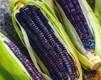 25+ bright blue, corn rare colors beautiful organic non gmo plant handpicked select seeds