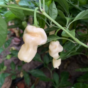 20 one of the World's Hottest Pepper White Ghost Hot Pepper GMO Organic Seed Red Yellow White