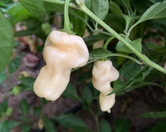 20 one of the World's Hottest Pepper White Ghost Hot Pepper GMO Organic Seed Red Yellow White