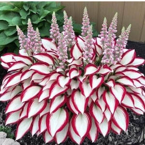 May include: A cluster of white and red hosta plants with pink flower spikes growing in the center.
