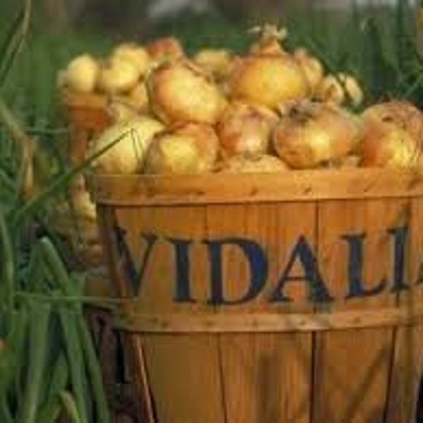 100 Vidalia Sweet Onion Seeds Organic Non-GMO Fall Garden White Yellow Vegetable