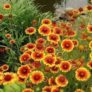 100 Fire Spinner Indian Blanket Seeds Plants Garden Planting Colorful Rare Bonsai Black Hybrid Organic