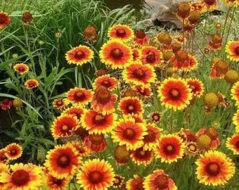 100 Indian Blanket Seeds Plants Garden Planting Colorful Rare Bonsai Black Hybrid Organic