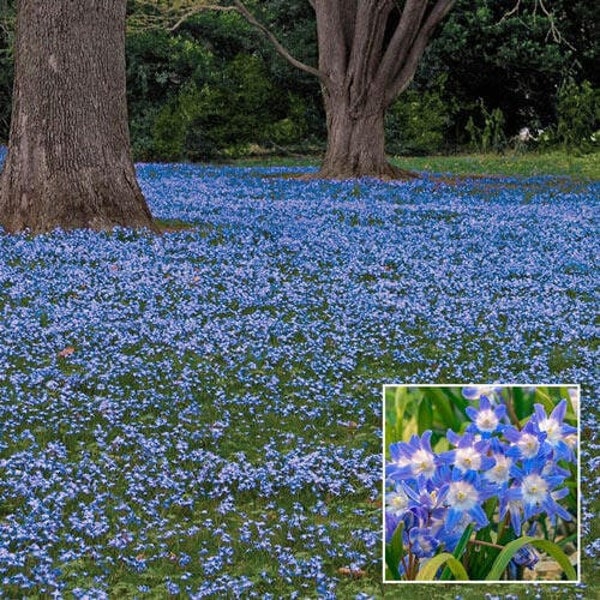 20+ seeds Rock Cress Heirloom, Ground Cover Plants Easy to Plant and Grow, Purple Red Green Blue Purple White Flowers