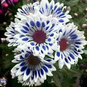 May include: A bouquet of white chrysanthemums with blue spots and a burgundy center.