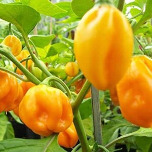 50 Yellow Scotch Bonnet seeds Heirloom hot pepper plant seeds flowers rare colorful Father's Day heat image 3