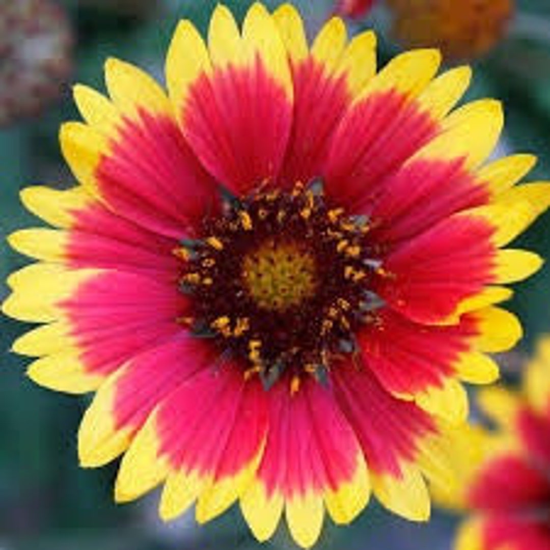 20+ Seeds Indian Blanket Seeds Gaillardia Aristata Colors Included Are ...