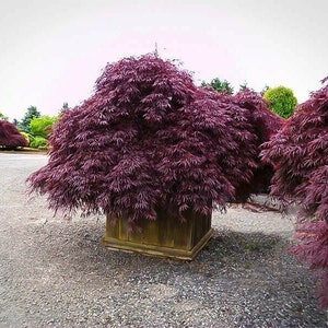 20 Purple Japanese Maple Tree Bonsai Seeds Heirloom Rare colorful lawn plant