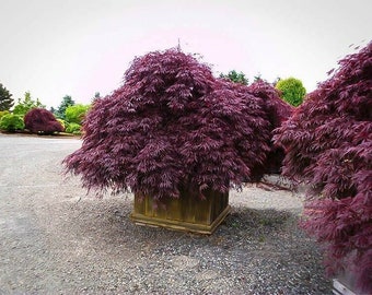 20 Purple Japanese Maple Tree Bonsai Seeds Heirloom Rare colorful lawn plant