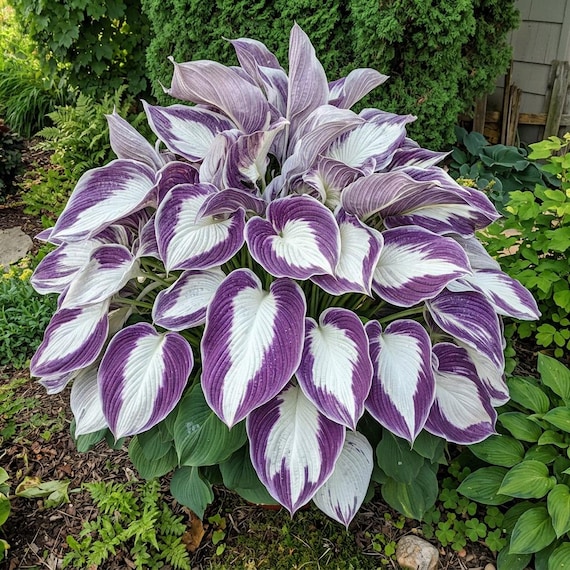 20 Hosta Seeds Rare Color Purple White Pink Green Flower Plant Lawn - Etsy
