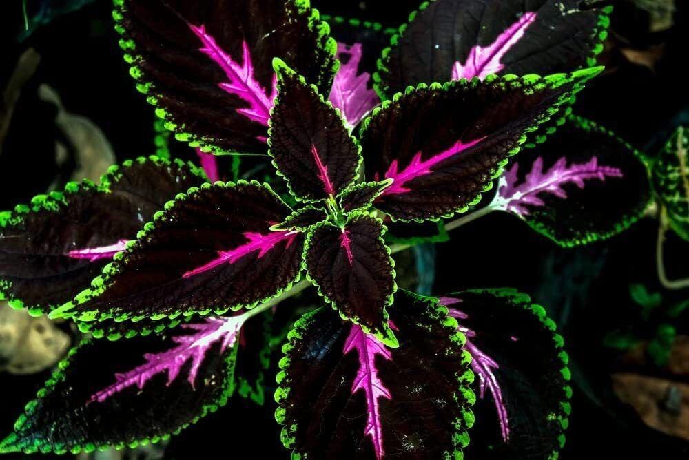 20 Coleus seeds Rare color pink Black Dragon Green flower plant lawn