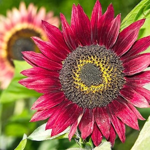 Red Sunflowers Rare Velvet 20 seeds Organic Plants Garden Colorful