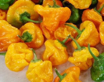 50 Yellow Scotch Bonnet seeds Heirloom hot pepper plant seeds flowers rare colorful Father's Day heat