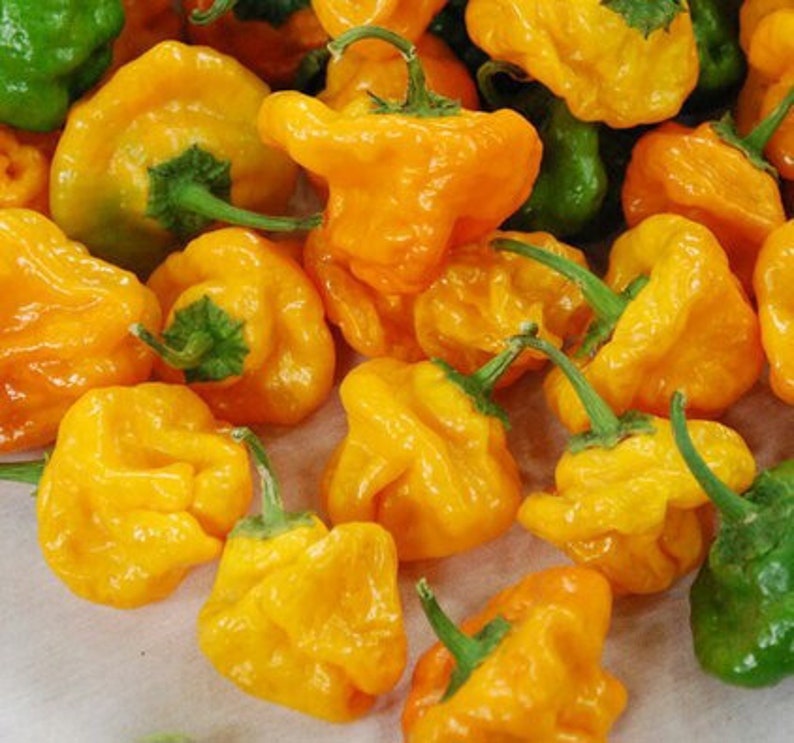 50 Yellow Scotch Bonnet seeds Heirloom hot pepper plant seeds flowers rare colorful Father's Day heat image 1