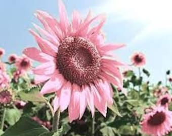 100+ Bulk pack Black Oil Pink Sunflower Seeds Plants Garden Planting Colorful Rare organic