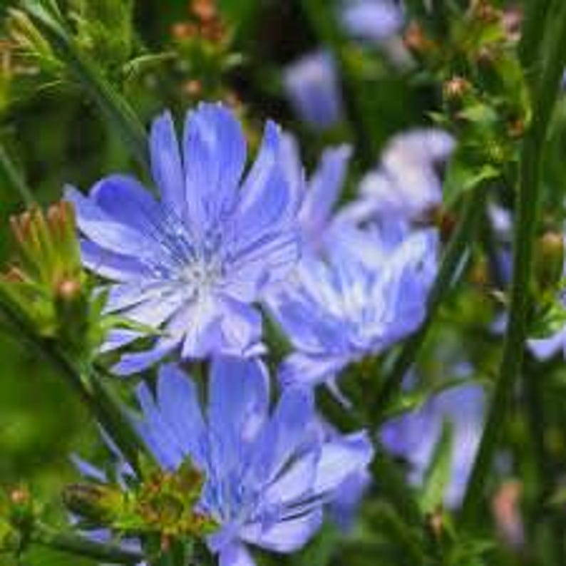 20 Chicory Root Flower Seeds for Spring Summer Blue Yellow White ...