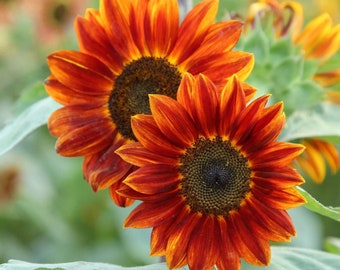20 Orange Sunflower Seeds Plants Garden Planting Colorful Rare