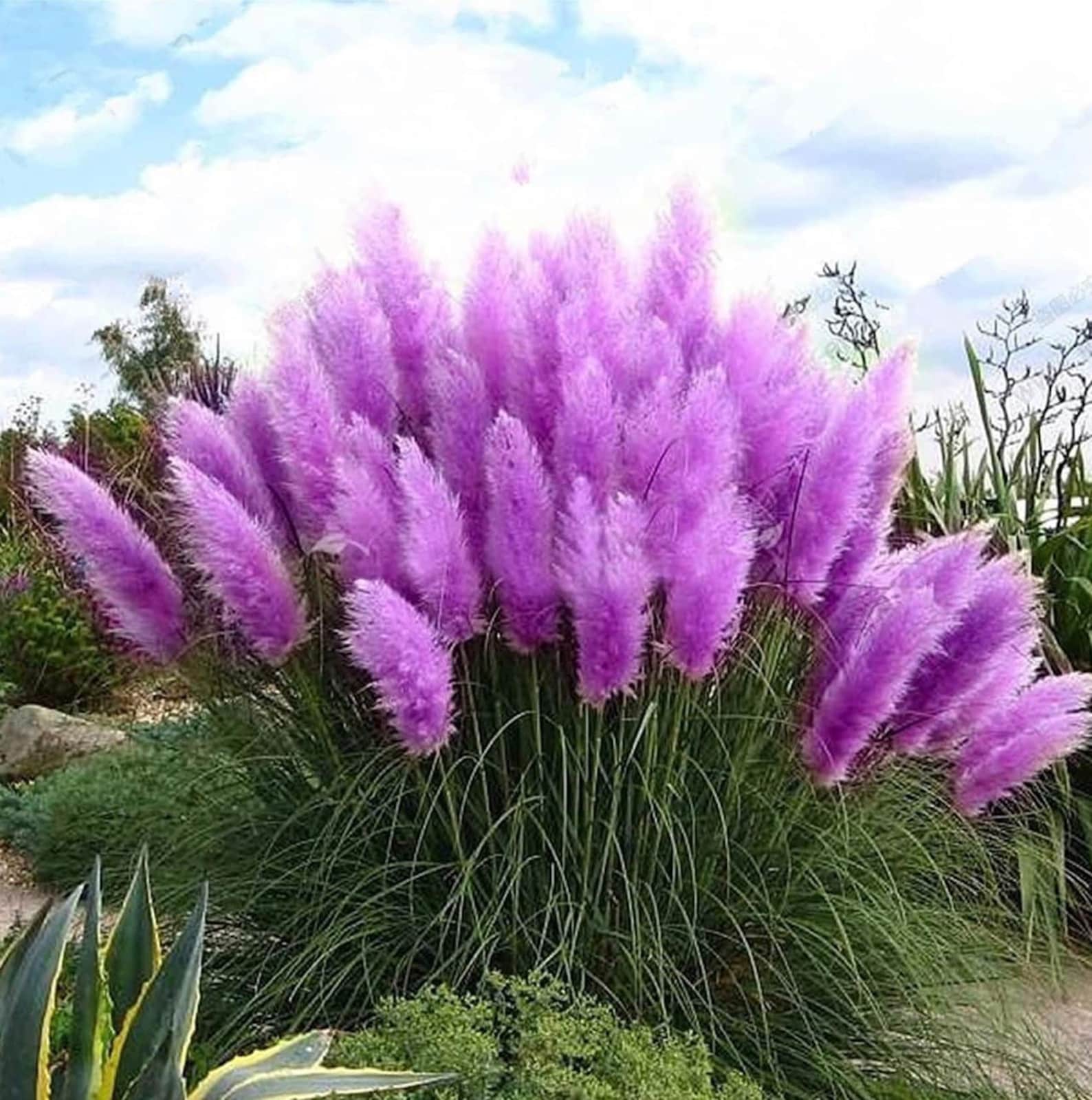 Purple Pampas Grass Seeds 200 Organic and Natural Grass Biofuel Green Environmental Deer Hunting