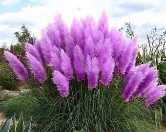 Graines d'herbe de la pampa pourpre 200 biocarburant d'herbe biologique et naturelle barrière de protection pour bordure de chasse au cerf