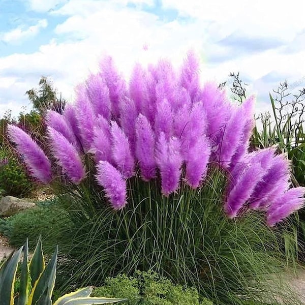 Purple Pampas grass seeds 200 Organic and natural grass biofuel green environmental deer hunting border cover fence