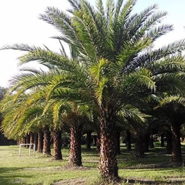 Palm Tree