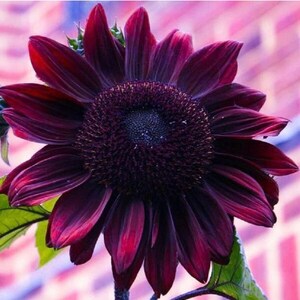 最初の  Orange 20 Sunflower Colorful Planting Garden Plants Seeds エッセンシャルオイル