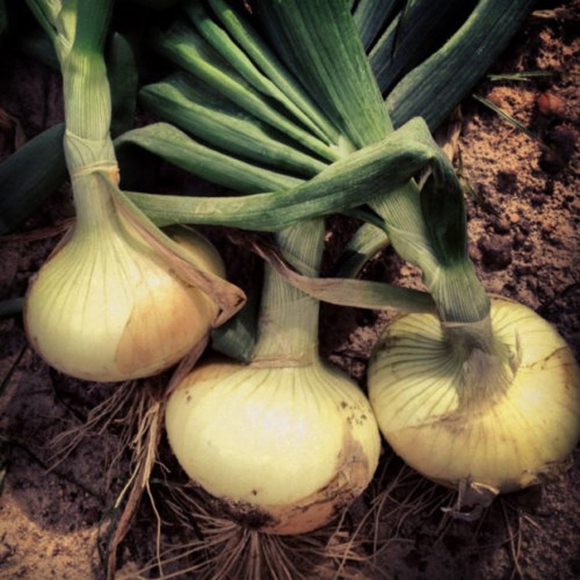 100 Vidalia Sweet Onion Seeds Organic Nongmo Fall Garden Etsy