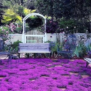 Más de 20 semillas de tomillo rastrero Thymus serpyllum, planta de cobertura del suelo fácil de plantar y cultivar, flores de color púrpura, rojo, verde, azul, púrpura y blanco.