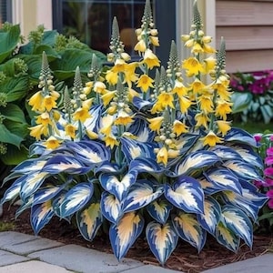 May include: A vibrant garden plant with striking blue and white variegated leaves. Tall stalks of yellow bell-shaped flowers rise above the foliage. The plant is surrounded by other greenery and flowers, creating a colorful display.