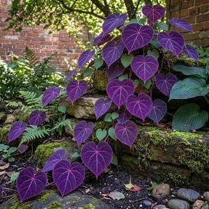 May include: A climbing plant with large, heart-shaped, deep purple leaves with prominent pink veins. The plant cascades over a stone wall, with green foliage and moss adding contrast. The background includes a brick wall and other greenery.