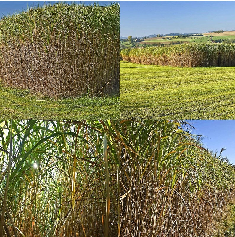 Switch Grass Seeds 1000 Organic and Natural Grass Biofuel Etsy