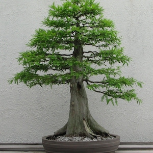 May include: A bonsai tree with green foliage and a thick, gnarled trunk. The tree is potted in a brown ceramic pot and is sitting on a wooden surface.