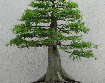 10 Bald Cypress, bonsai, seeds conifer, tree, spring indoors, outdoors, plant.