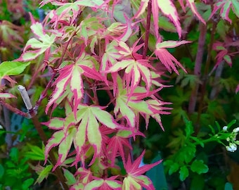 20 graines de bonsaï pourpre vert érable japonais héritage plante colorée rare