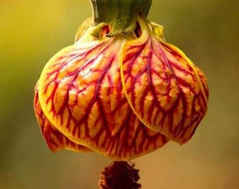 20 Crimson Gold Chinese House garden flower seeds for spring summer Gold Red colorful fast growing
